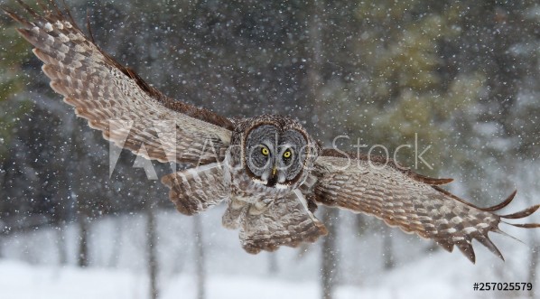 Picture of Great grey owl with wings spread out prepares to pounce on prey in winter in Canada